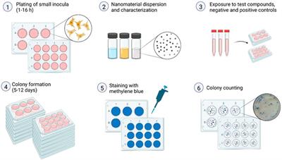 The colony forming efficiency assay for toxicity testing of nanomaterials—Modifications for higher-throughput
